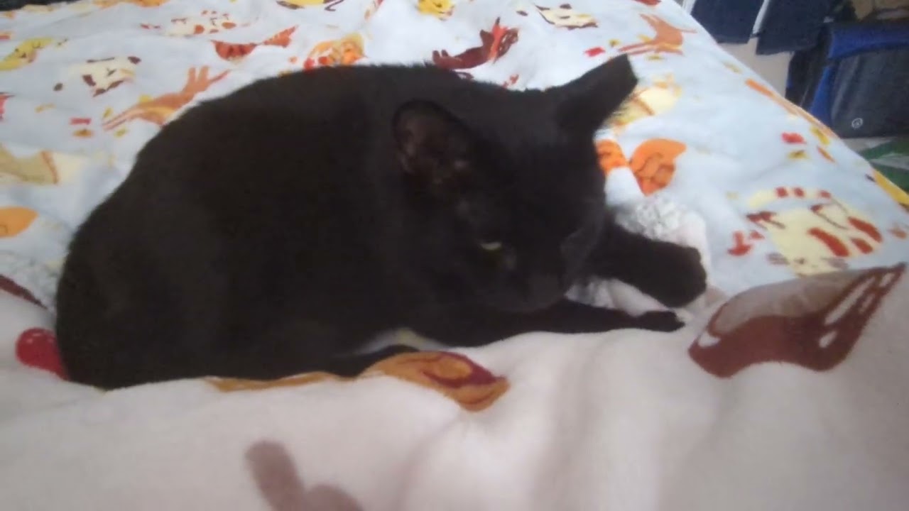Enlarge Midnight Storm, a Adoptable Domestic Short Hair in Philadelphia, PA video 6/6