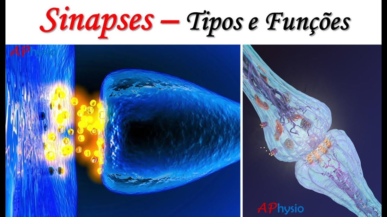 Sinapses – Tipos e Funções