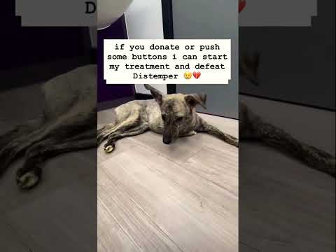 For any help consider donating link in bio to save a stray life in Los Angeles#usashorts#saveladogs