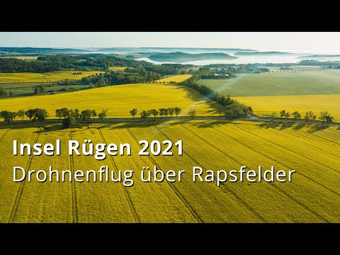 Insel Rügen: Drohnenflug über Rapsfelder