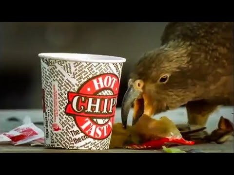 Kea Parrots Eat Fast Food | The Smartest Parrot | BBC Earth
