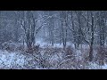 White Tailed Deer In Snowstorm On Westminster Farm