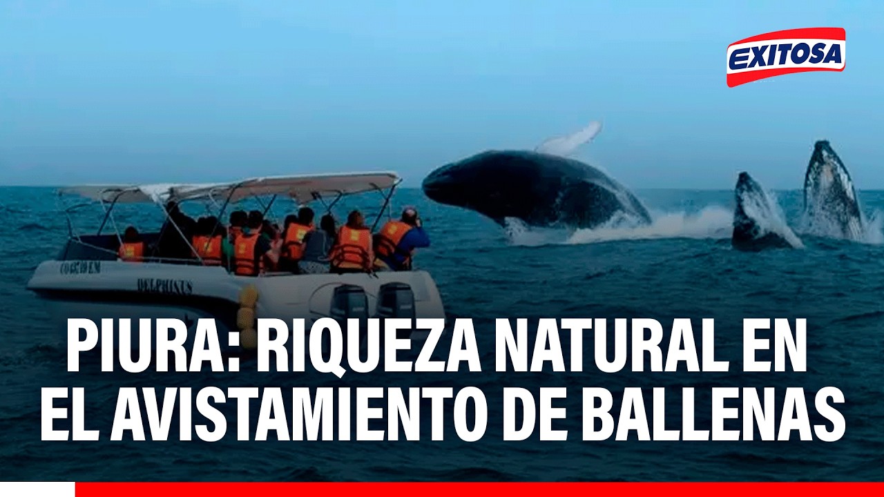 🔴🔵Piura: avistamiento de ballenas destaca la riqueza natural y turística de la región