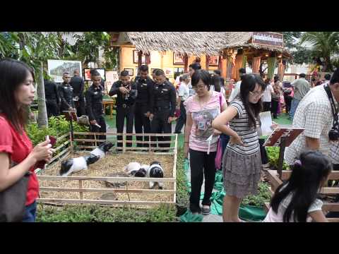 Ban Mae Tung Ting Royal Initiative Model Farm Project