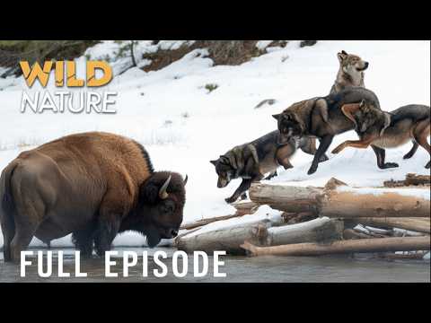 Wyoming Wilderness: The Survival Arena That Went Horribly Wrong