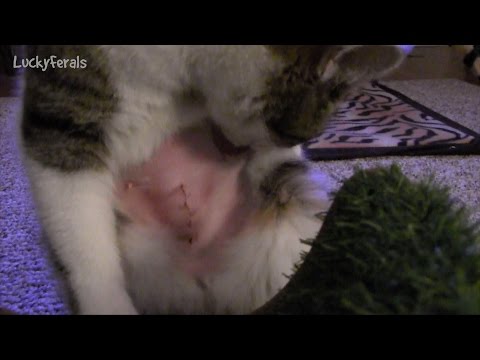 Cat Spay Neuter Recovery Aftercare - Female And Male