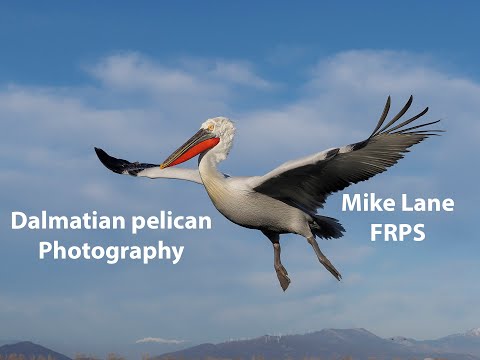 Dalmatian pelicans photography at Lake Kerkini, Northern Greece