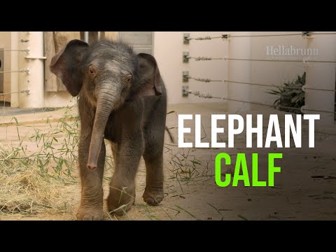 Newborn Elephant Otto Explores His Home