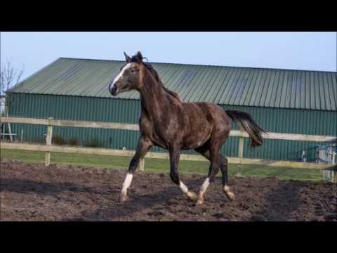 Kenzi  ( Glocks Toto Jr x Tolando x Pion )