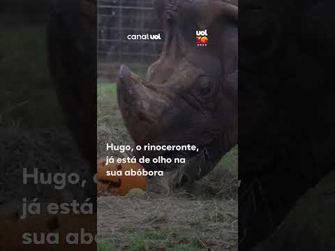 Halloween dos bichos: Whipsnade Zoo usa abóboras para estimular instinto selvagem de animais