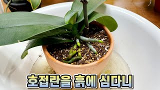 호접란을 흙에 심었습니다. 따라하지 마세요...