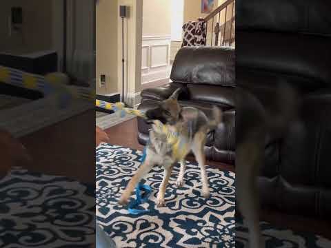 Lily(GSD) loves to play tug of war with brother.