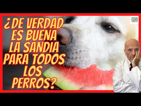 IS WATERMELON GOOD OR BAD FOR DOGS? 🍉 CAN YOU EAT IT?