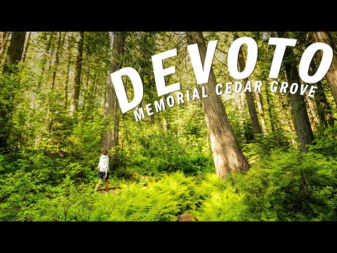 Ancient Cedars Along One Of Idaho’s Prettiest Roads