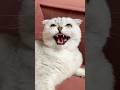 Sonya Cat Cats