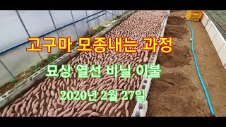 [고구마재배방법] 고구마 모종내기 싹내는방법