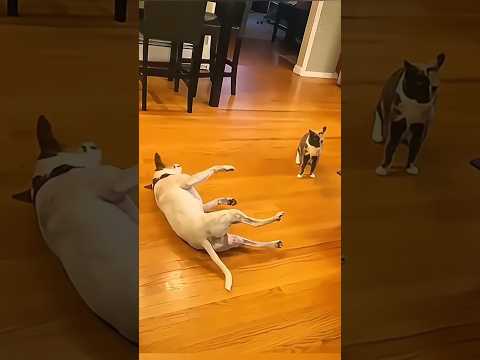 Dogs reaction to being frightened 😂