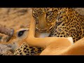 Leopard Vs Impala Vs Hyena Eden Untamed Planet BBC Earth
