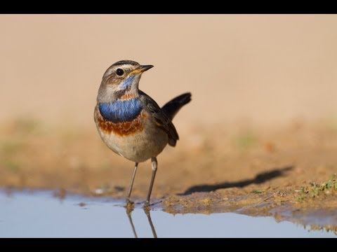 Birds of Israel ציפורי ישראל