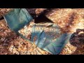Agri Fab Leaf Vac Hack