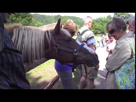 A Traditional Black Forest Horse