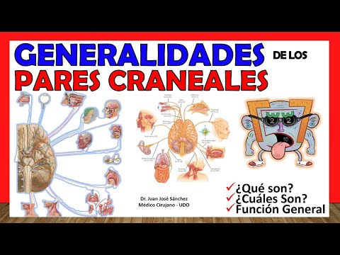 🥇 CRANIAL PAIRS (Generalities). Summary in 16 MINUTES!
