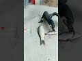 Sea Birds Cormorant Eating Fish