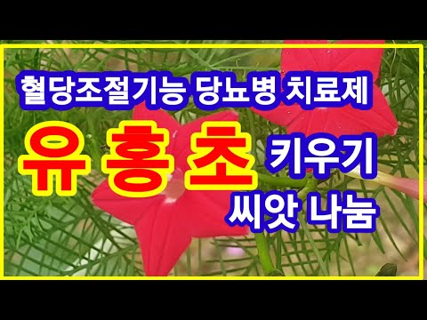 , title : '유홍초 키우기, 혈당조절기능 당뇨병 치료제,씨앗나눔'