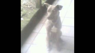 Kim Carnes - Willie And The Hand Jive