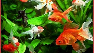 Схемы для вышивки золотой рыбки