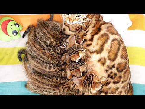 Mother Cat Divine is so Happy to Nurse her 6 week old kittens