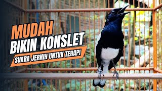 Download lagu suara BURUNG kacer GACOR ngeplong KONSLET Tarung ini Paling Ampuh buat PANCINGAN KACER agar EMOSI mp3