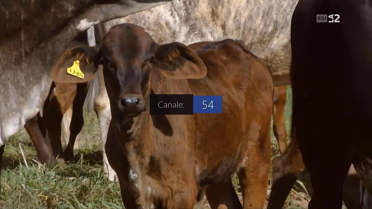 Firmware Upgrade ZGEMMA H5