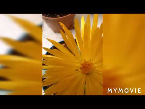 GEOGRAFIE GRAAD 10 HOIFSTUK 4 EENHEID 17