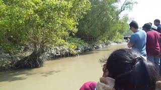 preview picture of video 'Beauty of Sundarbans'