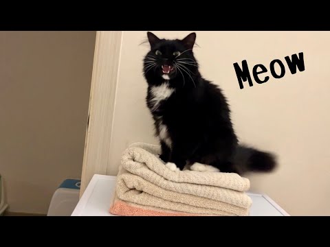 Meow! Joyful Cat Enjoys Freshly Washed Towel  洗い立てのふわふわタオルの上にのって喜ぶ猫