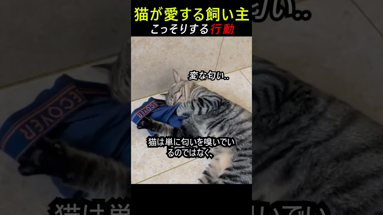 猫が愛する飼い主にこっそりする行動