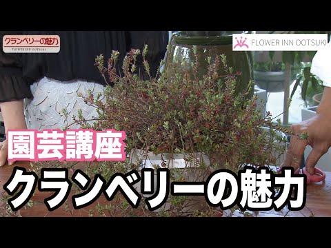 園芸 大粒クランベリー、大粒リンゴンベリー、クランベリー