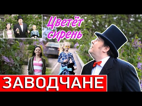 Заводчане - Цветёт сирень (Official video 2020)