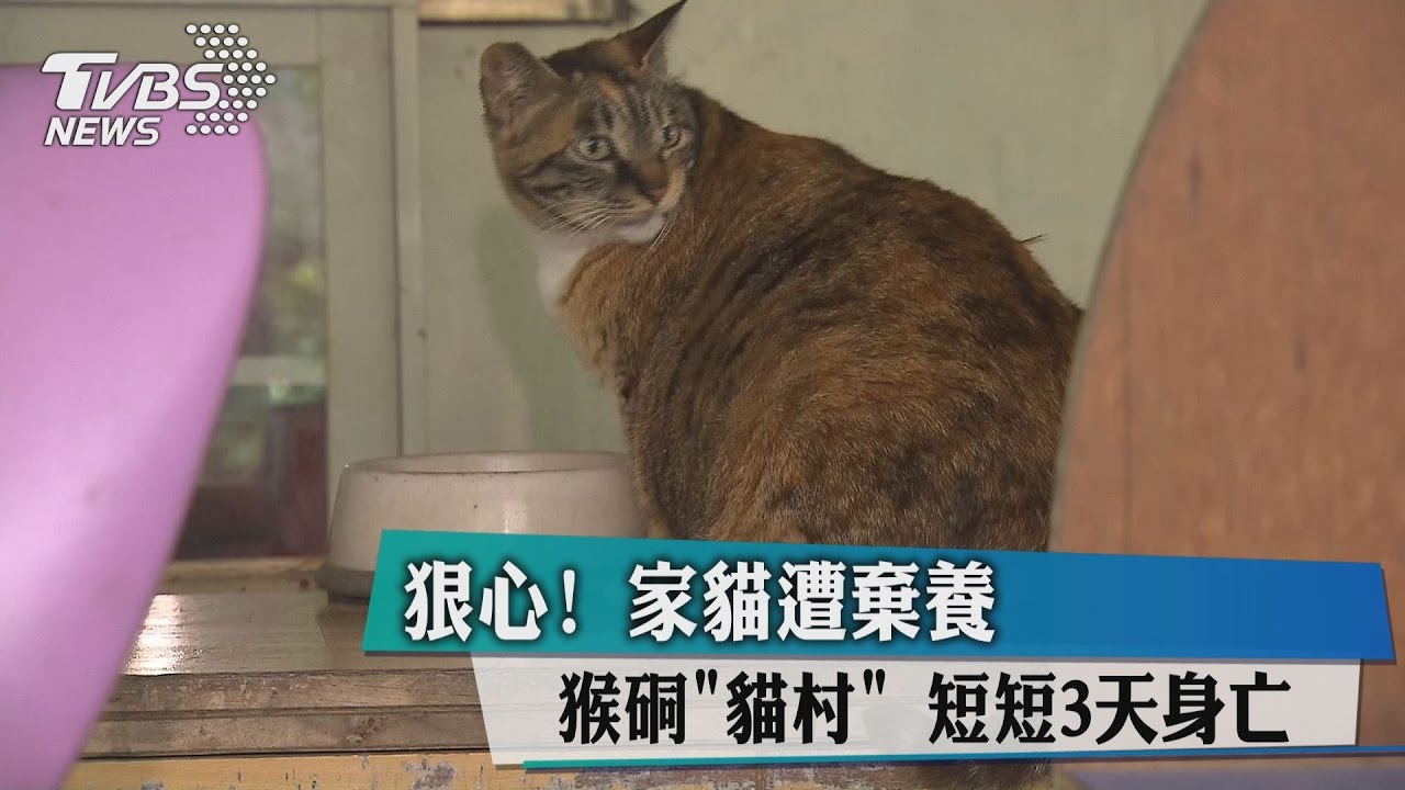 狠心！家貓遭棄養猴硐「貓村」　短短3天身亡