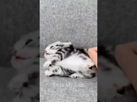 cats funny video fighting videos #shortvideos #youtubeshort #cats #funny #funnymoments #funny #fight