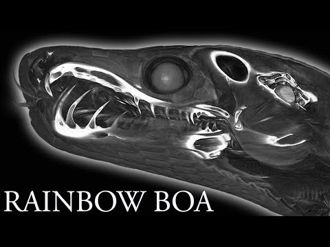 *REAL* Snake brain anatomy 3D - Rainbow boa *4K*