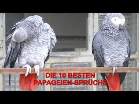 Wie das Ohr von gribkow beim Menschen zu heilen Gribok auf den Nägeln der Beine die Behandlung von der Weiße