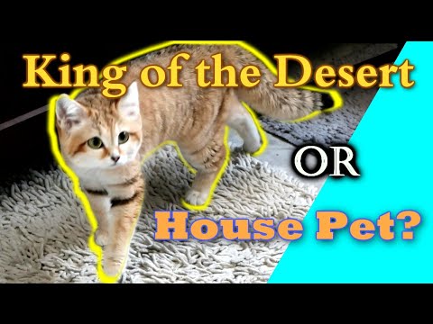 Can SAND CATS Be Domesticated? | My Pet Sand Cat Kitten