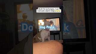 I'm so hungry I can eat a dog🐶🐶🤣🥰#dog#funny#funnyanimals#funnypets#animals #dogshorts #pet #fyp 