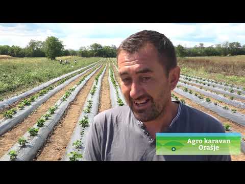 Agro karavan - Orašje ep.3 17.09.2017.