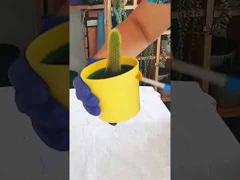 Arada fırçalıyalım #maymunah #flowers #cactus #çiçek #çiçekbakimi #fırça #çiçekbakımı