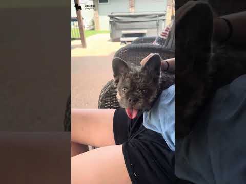 Video 1