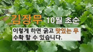 김장무 10월 초순 이렇게 하면 굵고 맛있는 무 수확 할 수 있습니다. #주말농장  김장무 잘 가꾸기.
