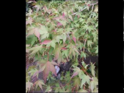 lag ja gale sung by Krupa Thakkar